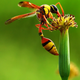 Illustration for article titled Shooting Challenge: Bugs Gallery (Part 5)